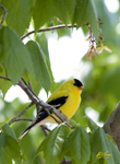 American Goldfinch 3068